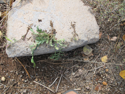 Volunteers, under the direction of Placer County, removed first year plants including roots, and laid them on a rock to dry and die