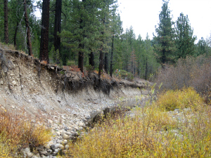 A severely eroding bank in Coldstream Canyon before before restoration work began. Photo: Jeff Fisher
