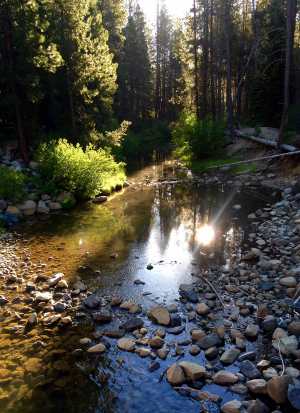 A beautiful June morning monitoring at Donner Creek. Credit: Kathy Whitlow