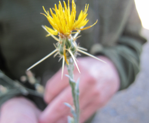 Image: Star thistle blossom.  A highly invasive destructive plant. It’s rampant in other parts of California but because their infestations in the Truckee watershed are small, they can still be stamped out easily, like sparks blown ahead of a wildfire. Credit: TRWC.