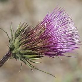 A native flower: the Anderson Thistle