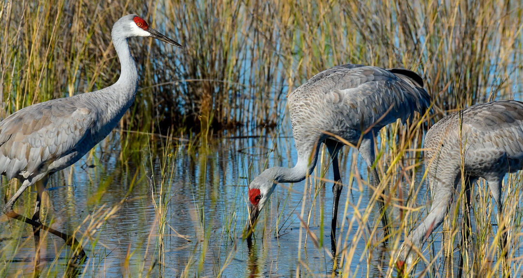 CLOSED: We’re Hiring Another Project Director for Restoration